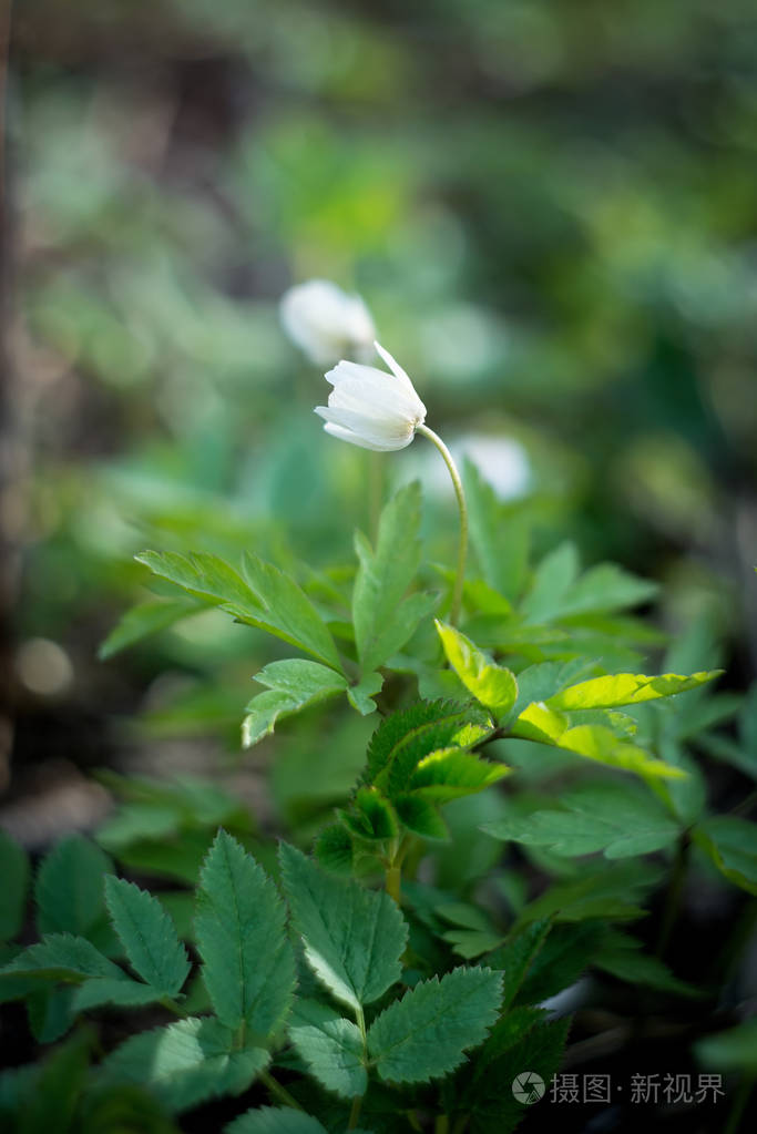 绿草中嫩嫩的春白花近景