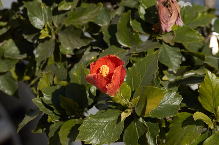 庭院花盒里的红色芙蓉