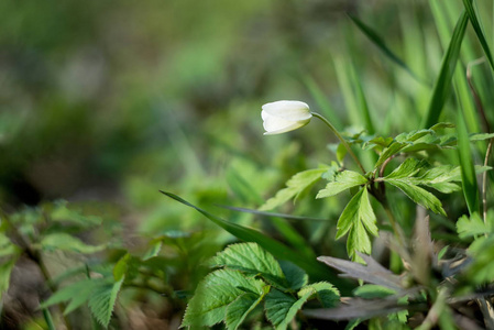 绿草中嫩嫩的春白花近景