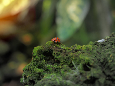 红甲虫走在覆盖着绿色真菌和苔藓的岩石上。 选定的焦点。