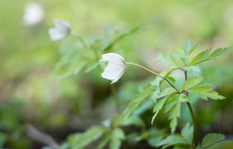 绿草中嫩嫩的春白花近景