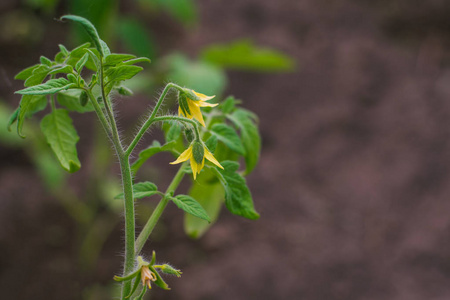 温室中番茄的开花枝