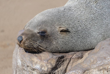 睡在岩石上的棕色毛皮海豹或披风皮毛海豹