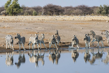 s Zebras herd panicking whilst drinking at the Chudop waterhole