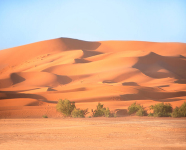 撒哈拉沙漠摩洛哥的景观。 蓝天背景下的灌木丛和沙丘
