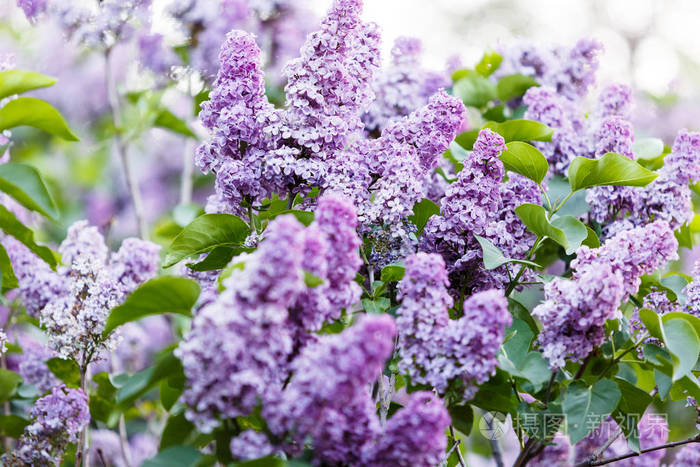 春天开放的紫丁香灌木与阳光开着紫色和紫色的丁香花春季季节自然背景