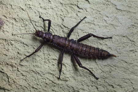 魔棒刺魔棒昆虫又称巨刺棒昆虫.照片