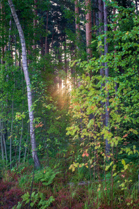 夏天的早晨，自然阳光透过树枝照射进来，雨滴洒在潮湿的树叶上