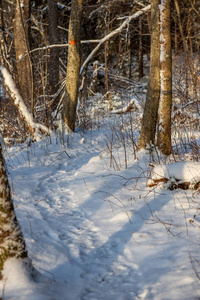 太阳在大雪覆盖的森林里升起。 第一缕光线照射在结霜的树枝上，给广阔的景观着色