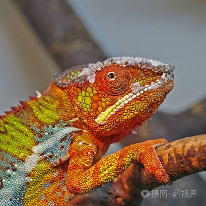 彩色豹变色龙(furciferpardalis)在动物园的特写照片