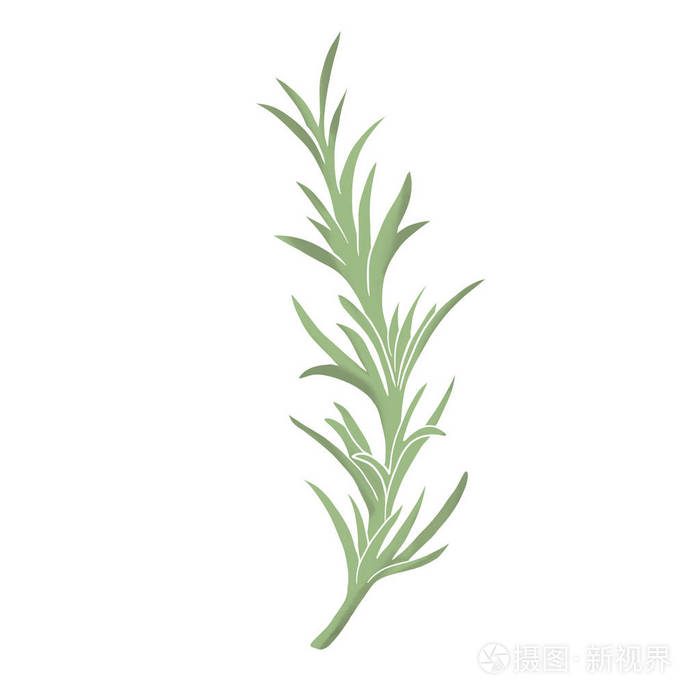 迷迭香植物草药插图