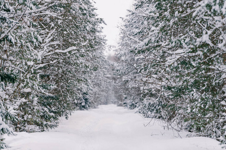 美丽的雪冬森林风景