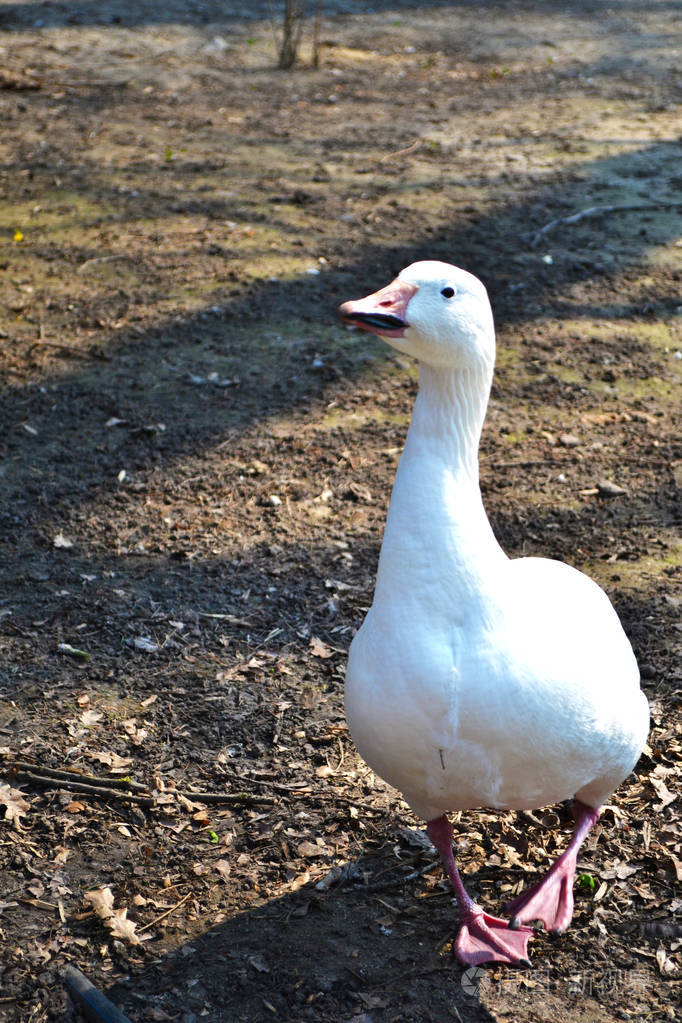 白鹅在地上行走的正面景色