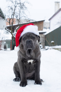 可爱的科索小狗6个月在圣诞老人帽子