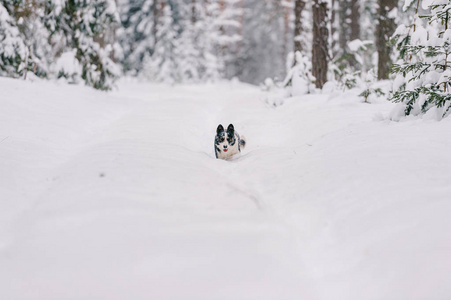 冬季雪林中可爱的无家可归的黑白狗近景