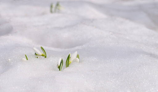 从真正的雪中开出的雪花。