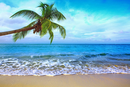 加勒比海和绿棕榈。旅游背景