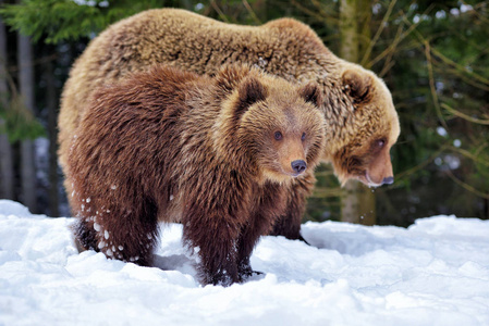 冬林中带幼崽的棕熊
