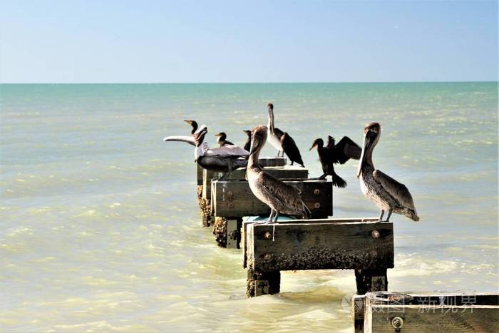 和鸟坐在海洋上的木栖息地上