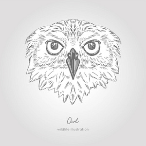 猫头鹰的对称的向量画像例证照片