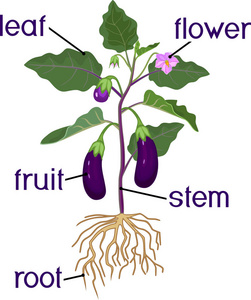 植物的一部分。 茄子形态果实绿叶根和标题