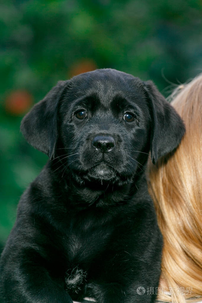 夏天黑白混血的拉布拉多小狗在草坪上玩耍