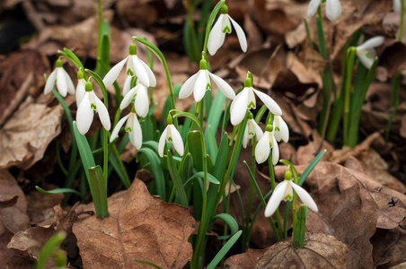 春天，白色的新鲜雪花在森林里盛开。 春暖花开的雪花预示着春天的到来。