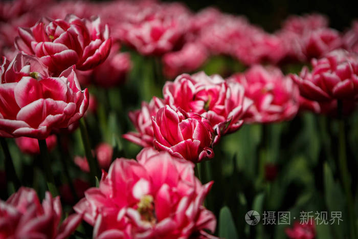  yellow cyclamen flowers bloom in spring garden. Decorative wall