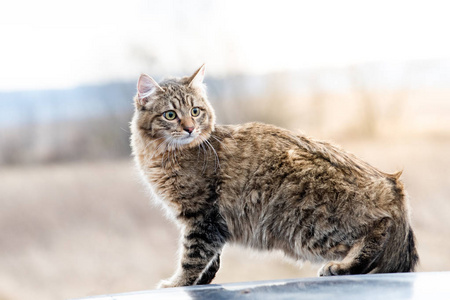 混合的品种的猫全身肖像户外混合品种猫灰色棕色肖像站照片