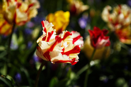  yellow cyclamen flowers bloom in spring garden. Decorative wall