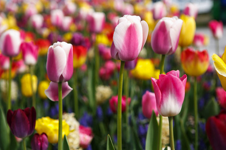 美丽多彩的不同郁金香花开在春天的花园。春天草地上用奇异的郁金香花装饰的墙纸。自然之美海报。鲜艳的自然色