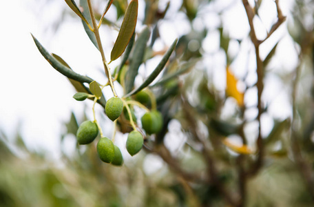 绿色橄榄生长在异国情调的欧洲农村的树枝上.