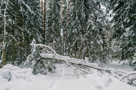 美丽的雪冬森林风景