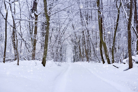 冬季景观。 穿过森林的乡村道路
