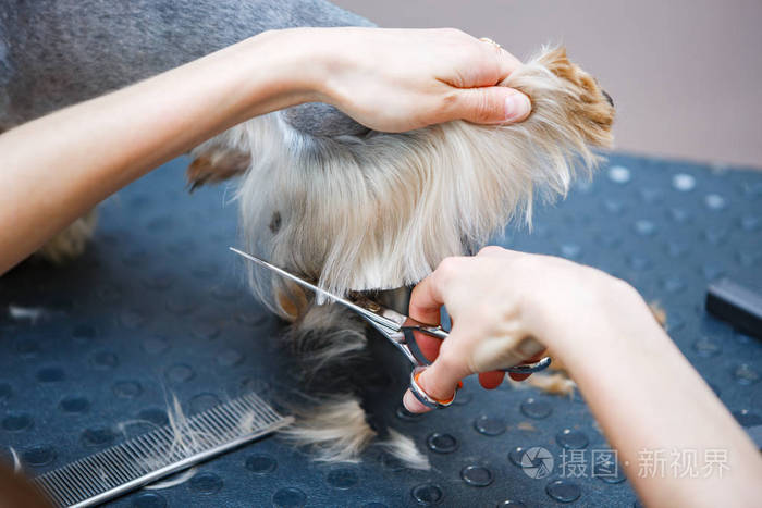 宠物美容师用剪刀剪约克郡的狗毛 兽医诊所的专业动物理发和造型 在兽医室照顾狗照片 正版商用图片180w99 摄图新视界