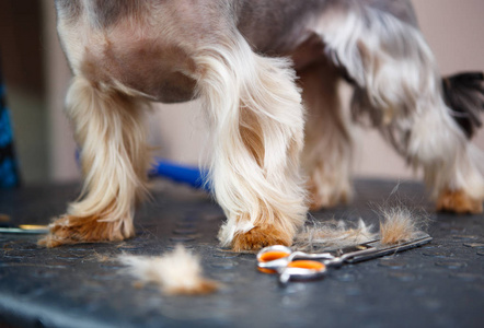 可爱的莱特约克郡犬小狗被设计在动物造型师工作室。专业宠物美容服务在兽医诊所。照顾狗皮毛和健康在美容柜