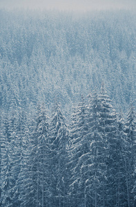 雪中美丽的蓝色松树。 生长在山冈上的喀森林中寒冷的冬日