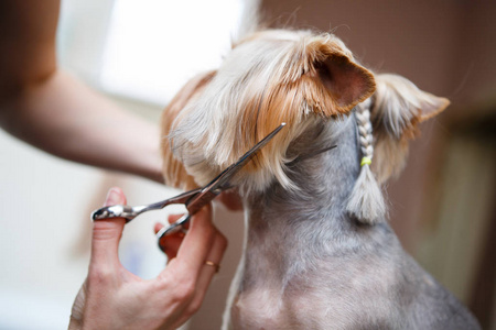 宠物美容师用剪刀剪约克郡的狗毛兽医诊所的专业动物理发和造型