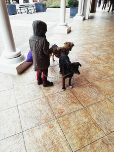 小男孩带着黑色和黄色的小狗在商场里，孩子们带着他们的宠物走来走去
