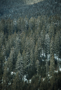 美丽的常绿林树在雪中生长在喀尔巴阡山的山丘上