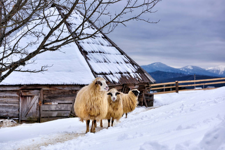 冬天的山景，雪中有羊