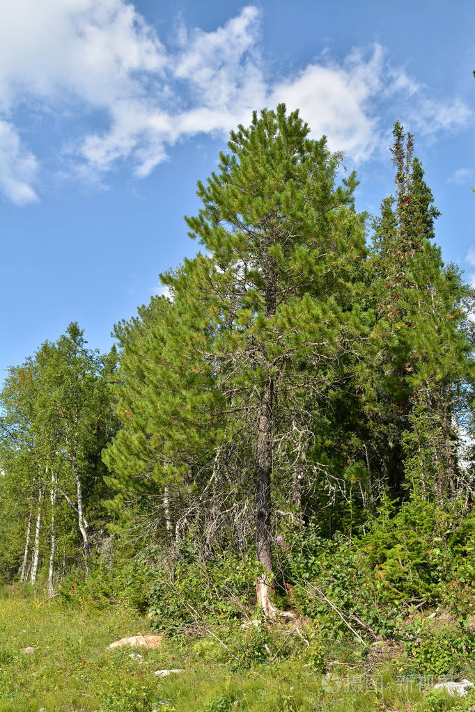 照片-正版商用图片180ypg-摄图新视