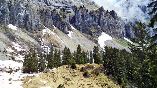 瑞士圣加伦州华伦塞湖登山脉与瓦伦塞湖之间山坡上的树木和常绿森林