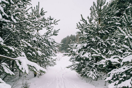 美丽的雪冬森林风景