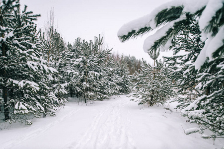 美丽的雪冬森林风景