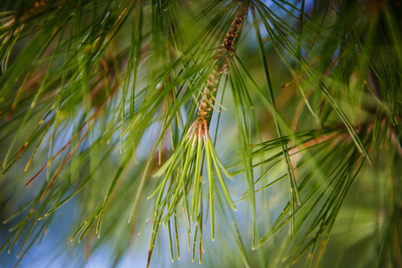 常青的侧柏分支特写图片