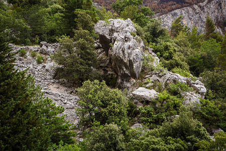 岩石山上的白色大理石。克罗地亚的国家公园Biokovo。高高的岩石上覆盖着绿色的森林树。
