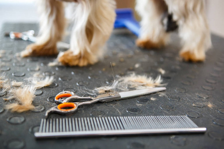  comb in pet grooming studio.Yorkshire terrier dog on background