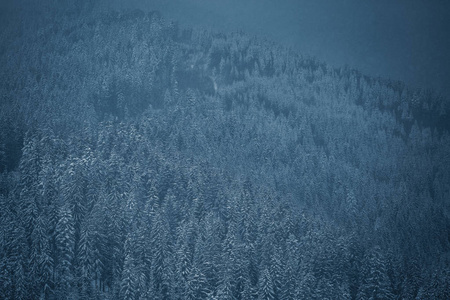 喀尔巴阡山的雪冬林