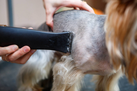 宠物美容师用专业的电动剪毛机在兽医诊所的美容沙龙中剃除约克郡猎犬小狗。兽医柜中的动物卫生和健康治疗